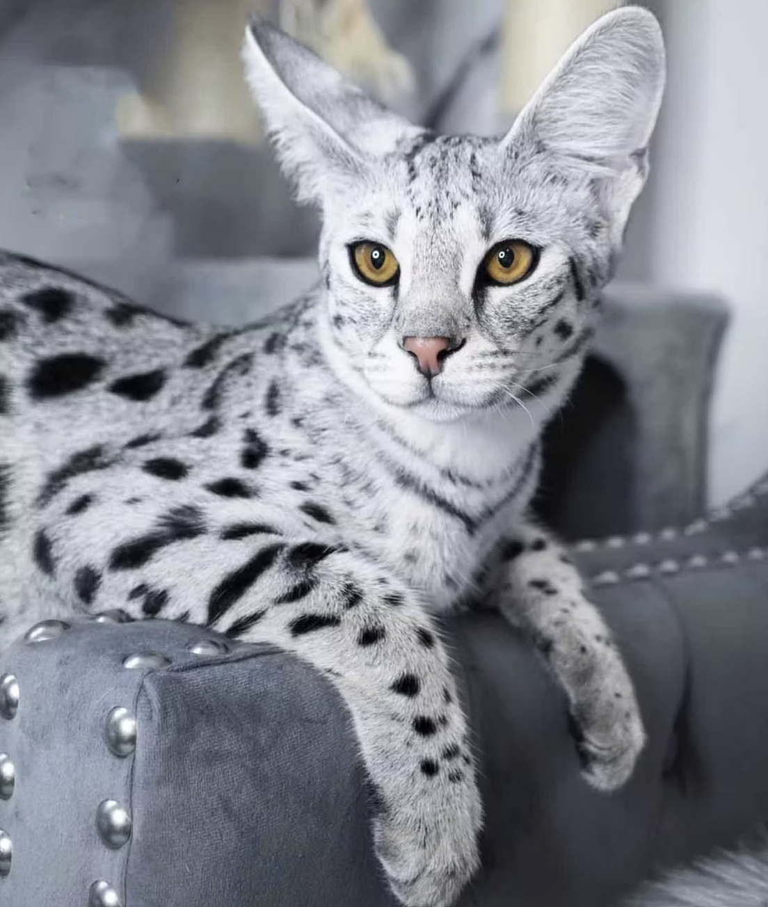 Luxury Savannahs kitten portrait