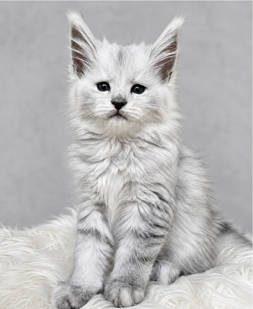 Maine Coon Kittens